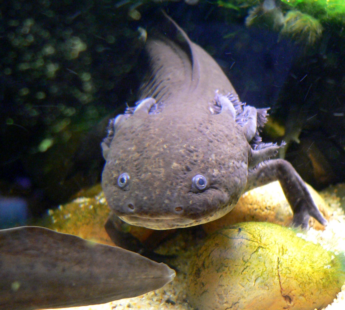 Un axolotl, amphibien à l'apparence étonnante