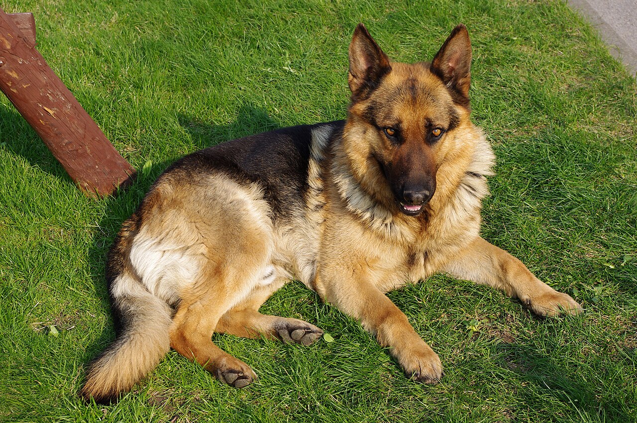 Un berger allemand couché dans l'herbe