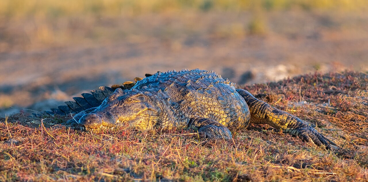 Un crocodile du Nil au bord de l'eau