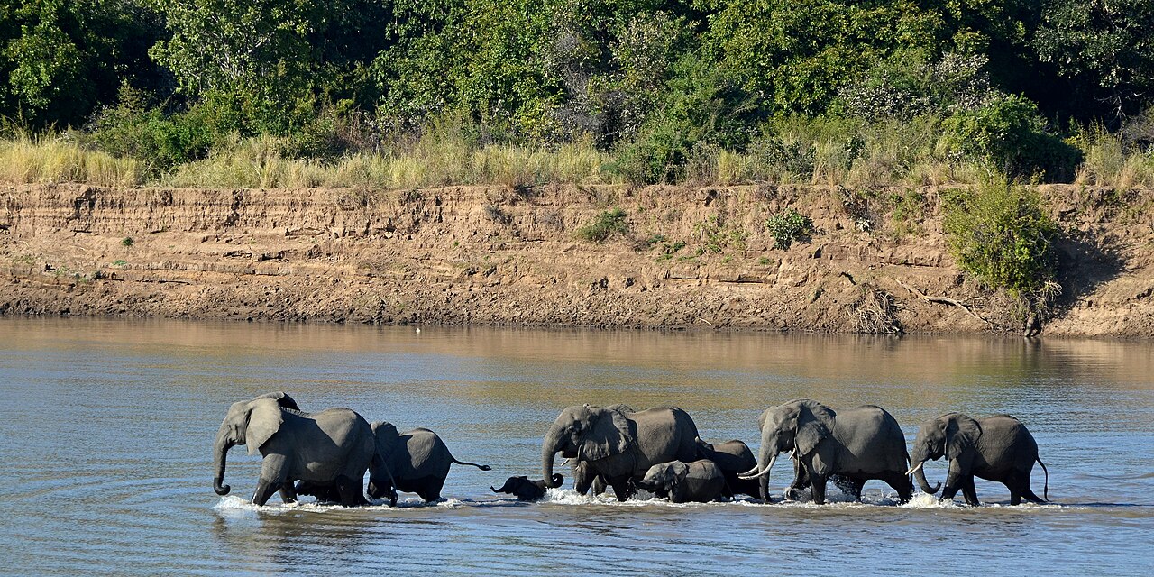 Un éléphant d'Afrique dans la savane