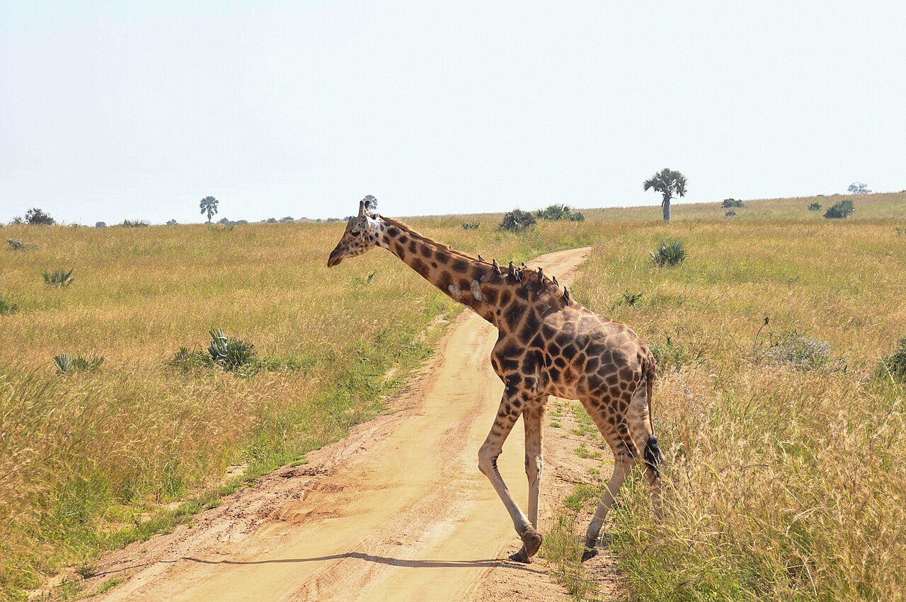 Une girafe dans la savane