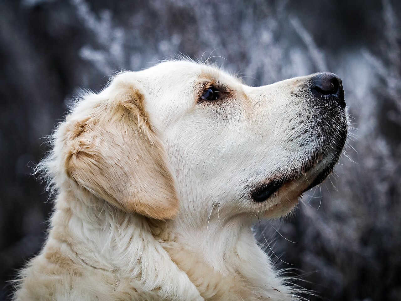 Un golden retriever, race de chien populaire