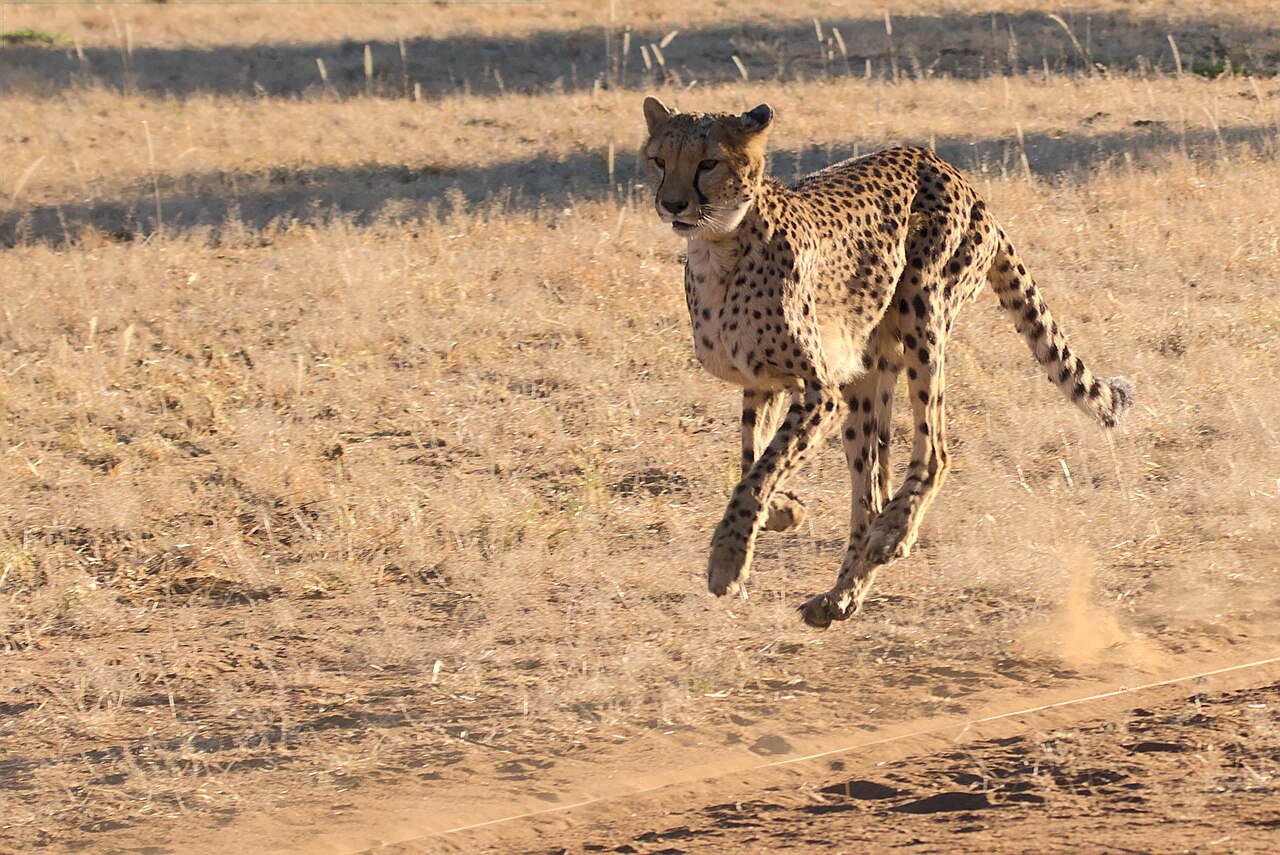 Un guépard reconnaissable à ses larmes noires