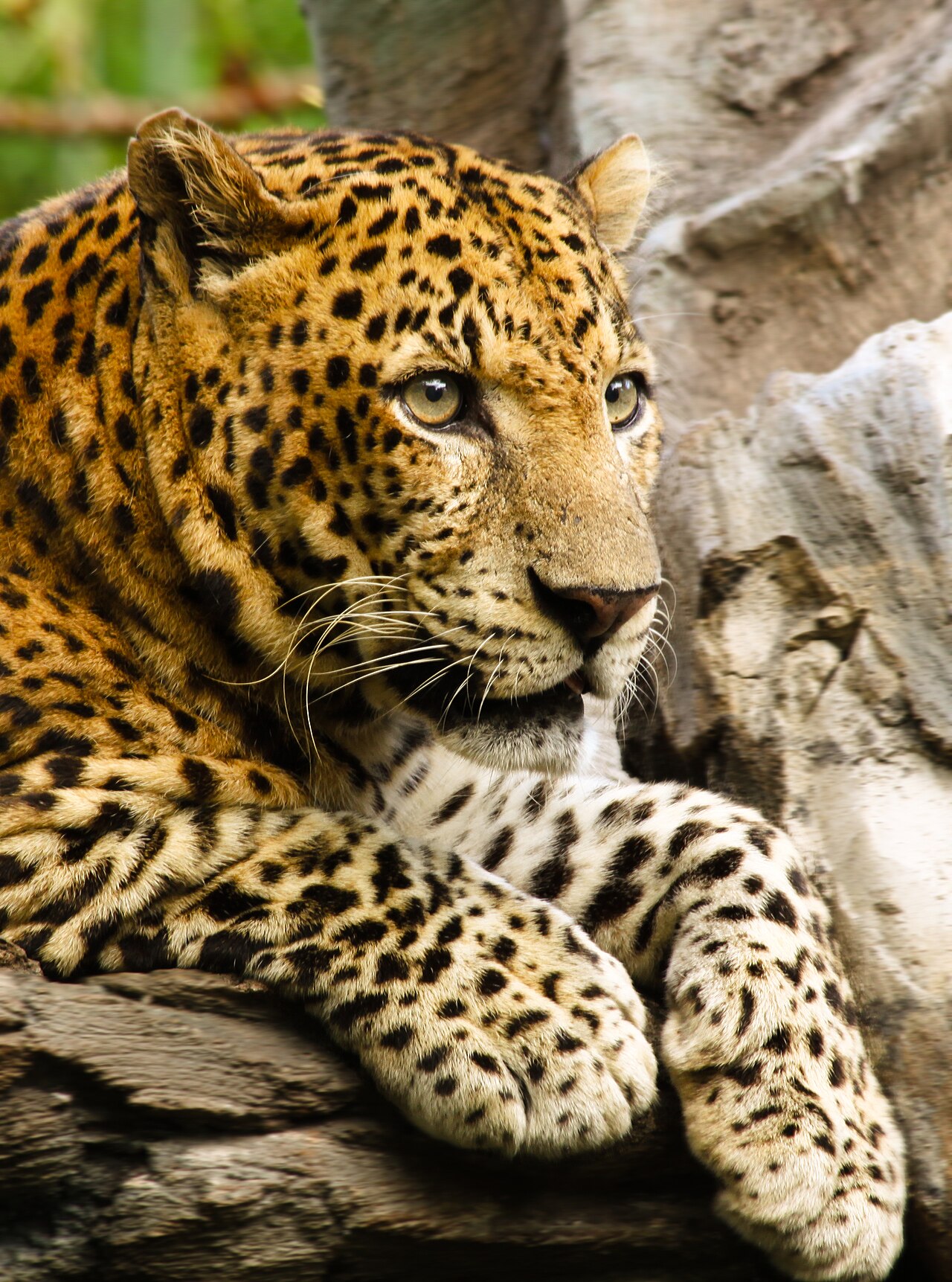 Un léopard, souvent confondu avec le guépard