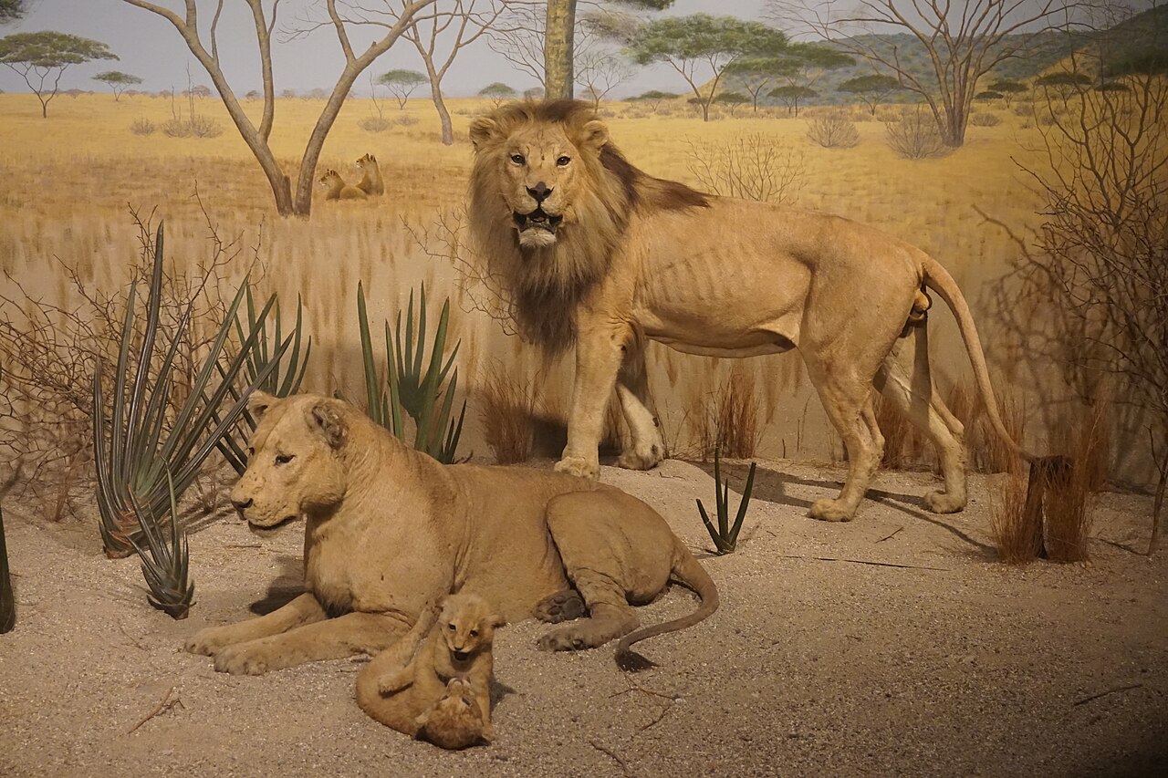 Un lion dans la savane africaine