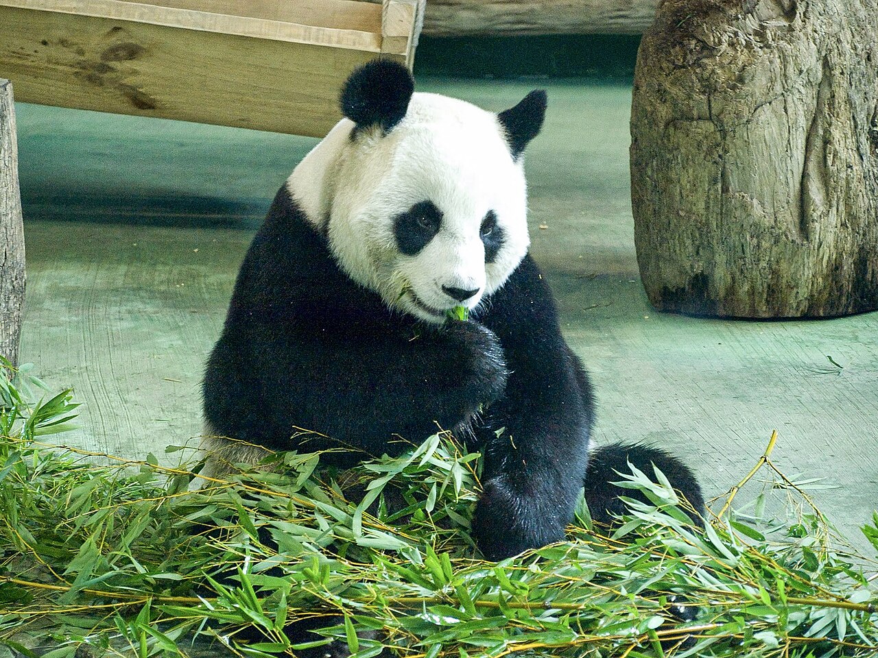Un panda géant en train de manger du bambou