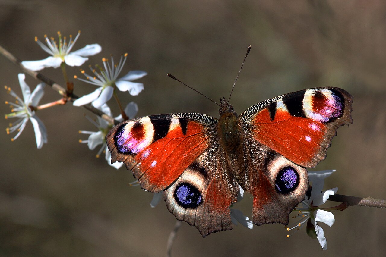 Un papillon posé sur une fleur