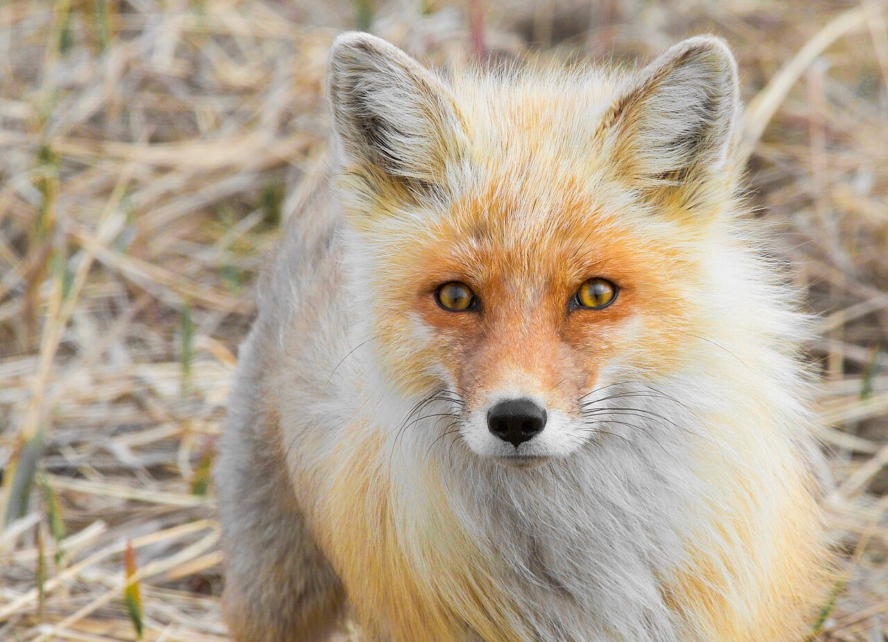 Un renard roux dans la nature