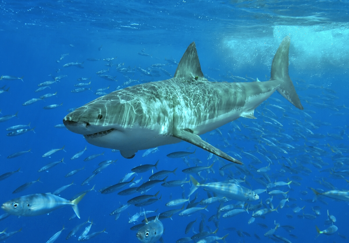 Un grand requin blanc dans l'océan