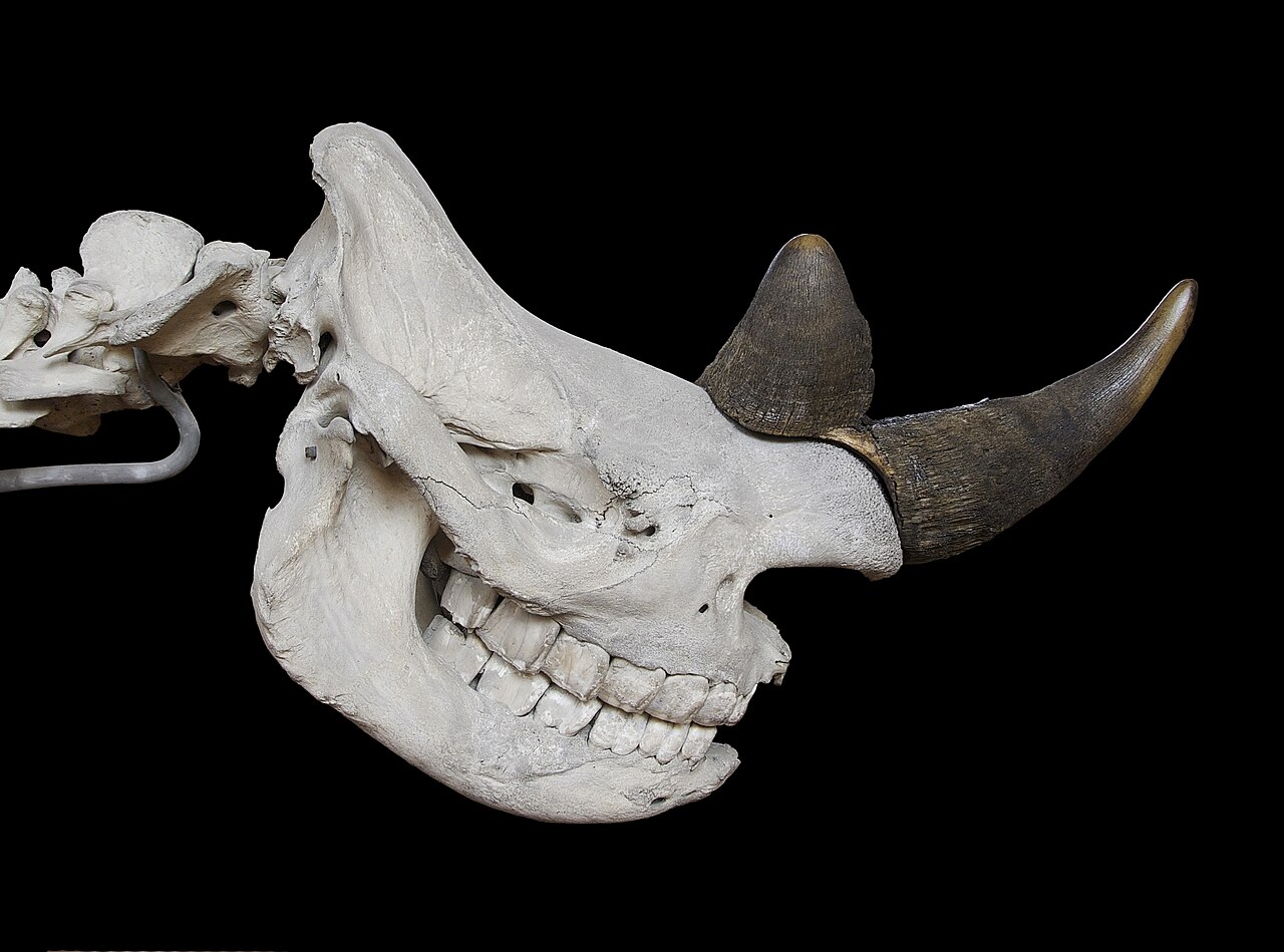 Un rhinocéros noir, espèce menacée