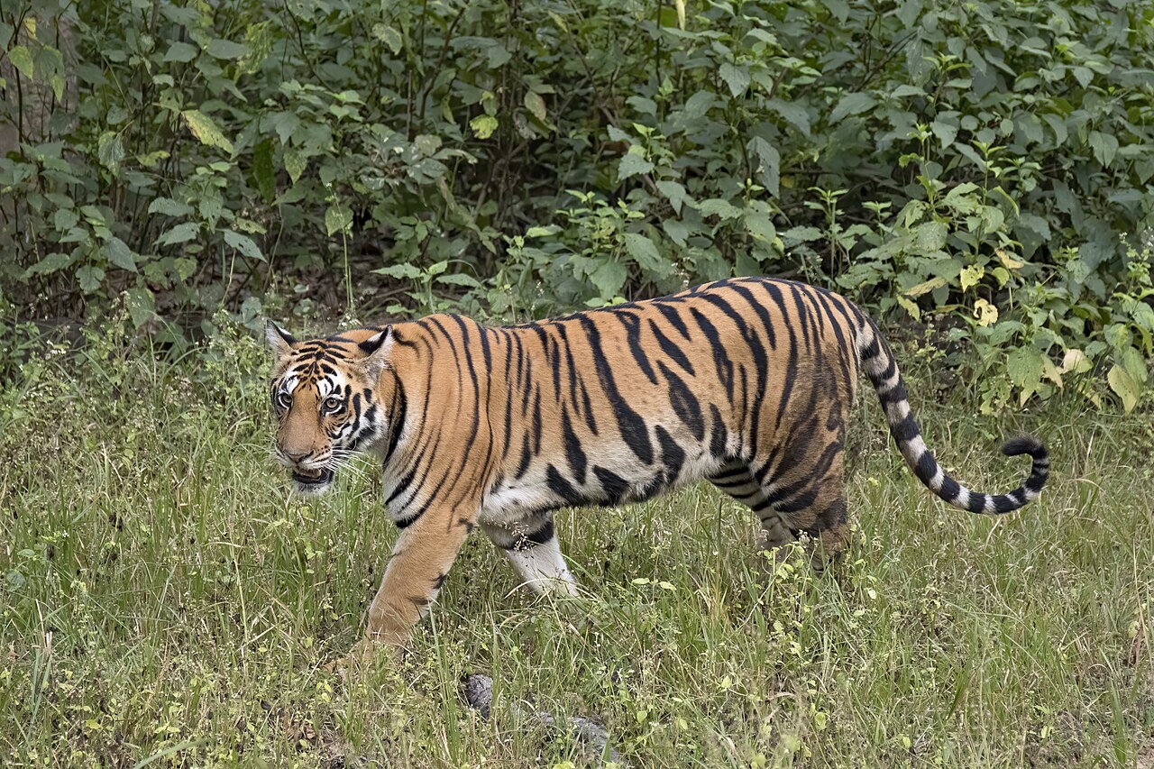 Un tigre du Bengale dans son habitat